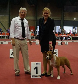 Amerikaanse Stafford Kennel From Ivy's Pride