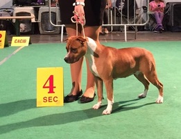 Amerikaanse Stafford Kennel From Ivy's Pride